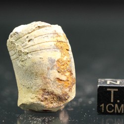 Beloitoceras plebeium