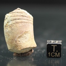 Beloitoceras plebeium