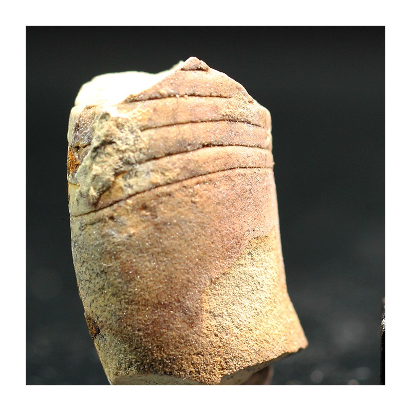 Beloitoceras plebeium