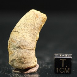 Beloitoceras plebeium