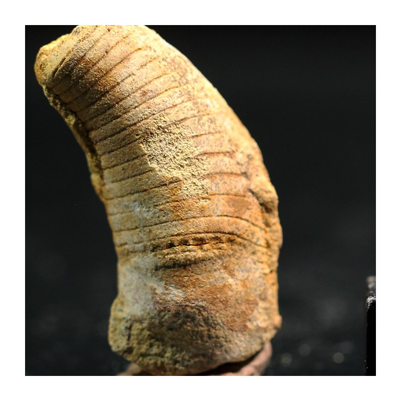 Beloitoceras plebeium