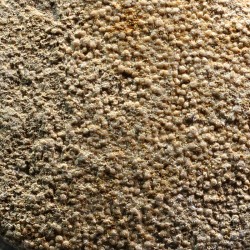 Cáscara de huevo de dinosaurio