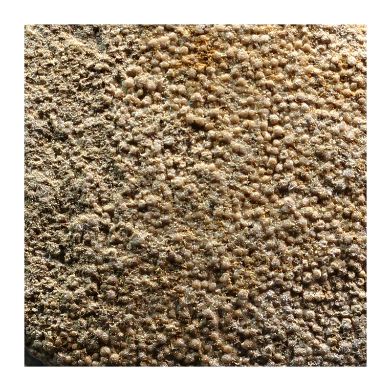 Cáscara de huevo de dinosaurio