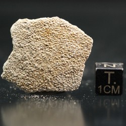 Cáscara de huevo de dinosaurio