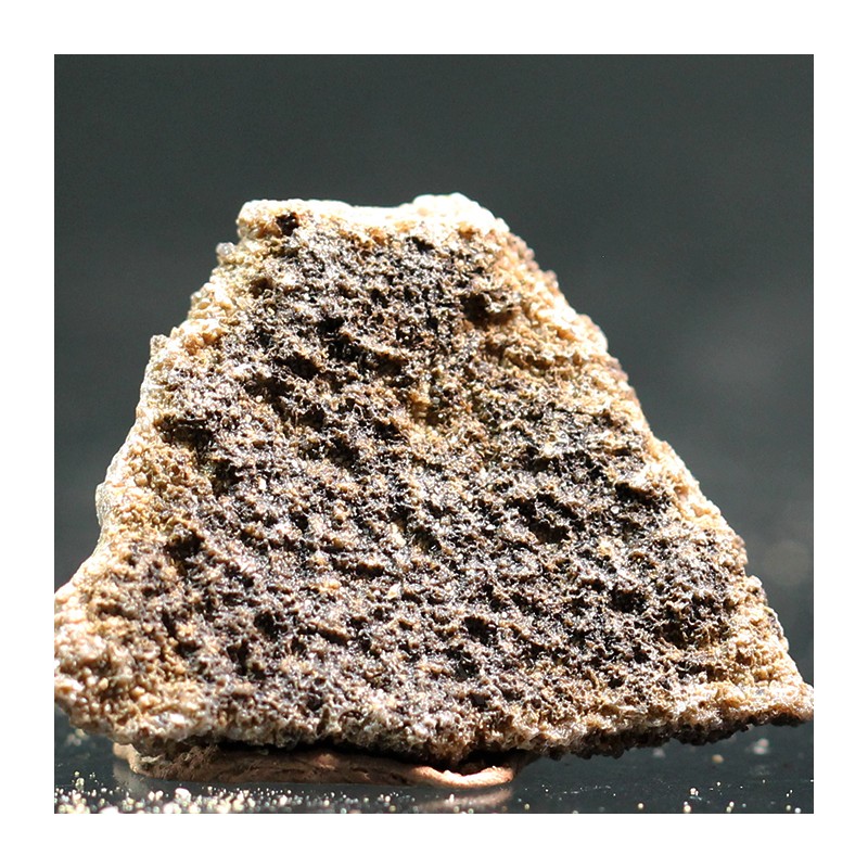 Cáscara de huevo de dinosaurio