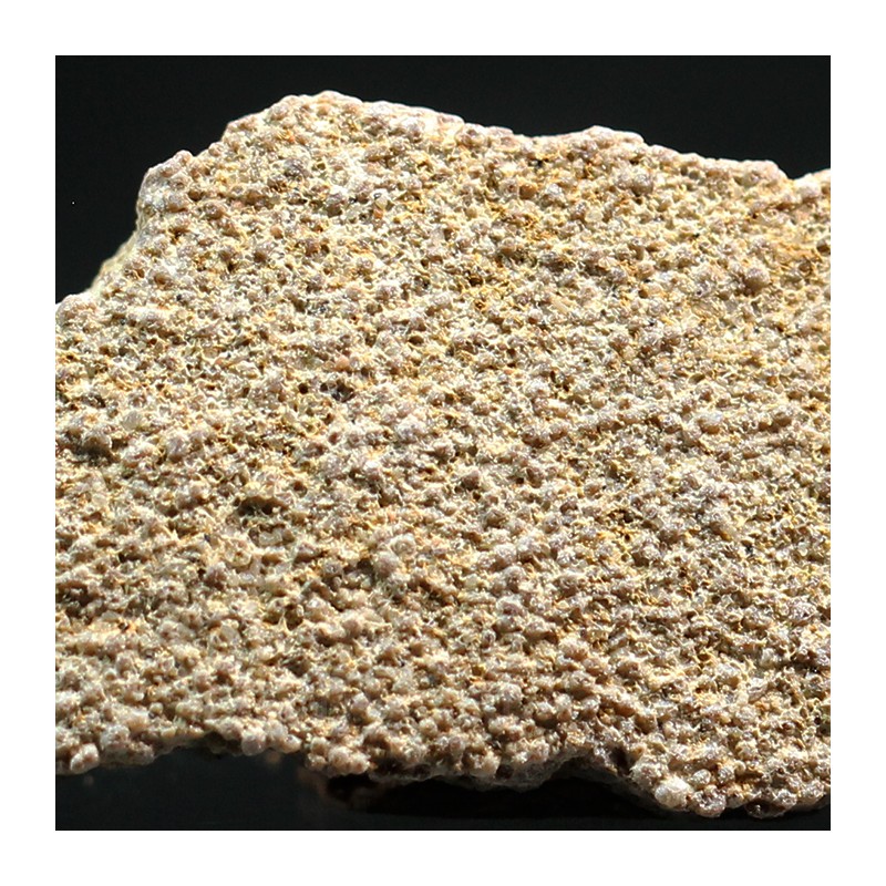 Cáscara de huevo de dinosaurio