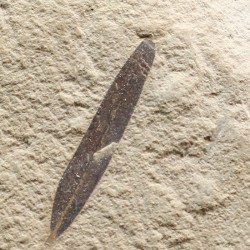 Hoja fósil