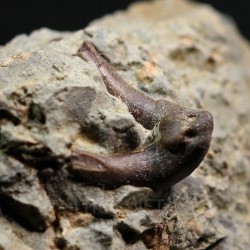 Xenacanthus texensis