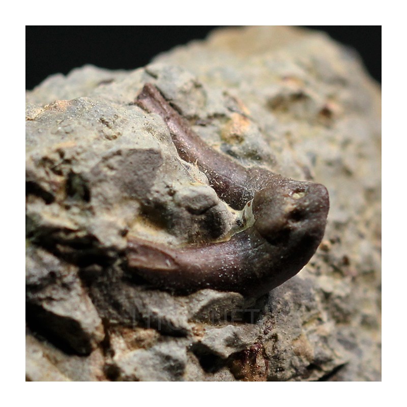 Xenacanthus texensis