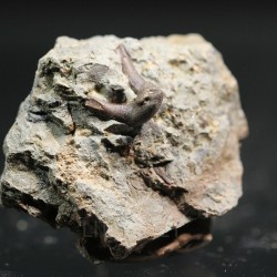 Xenacanthus texensis