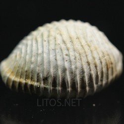 Pusula crovoae