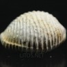 Pusula crovoae