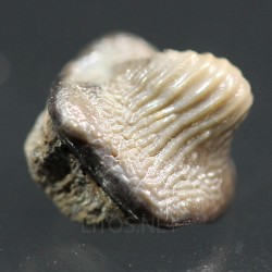 Ptychodus whippleyi