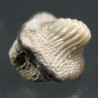 Ptychodus whippleyi