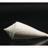 Conus spuroides