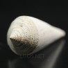 Conus spuroides