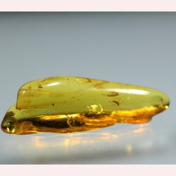 Ámbar con insectos  - Litos