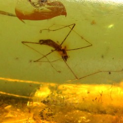 Ámbar con insectos  - Litos