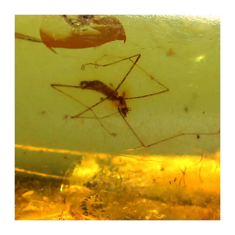 Ámbar con insectos  - Litos