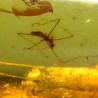 Ámbar con insectos  - Litos