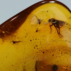 Ámbar con insectos  - Litos