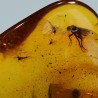 Ámbar con insectos  - Litos