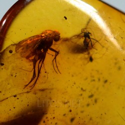 Ámbar con insectos  - Litos