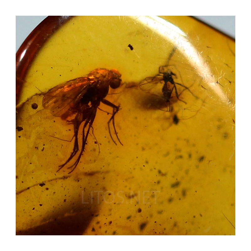 Ámbar con insectos  - Litos