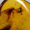 Ámbar con insectos  - Litos