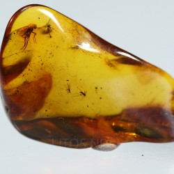 Ámbar con insectos  - Litos