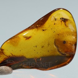 Ámbar con insectos  - Litos