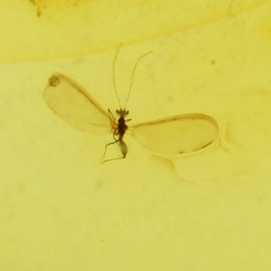 Ámbar con insectos  - Litos