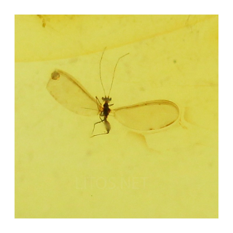 Ámbar con insectos  - Litos