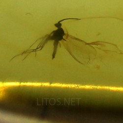 Ámbar con insectos  - Litos