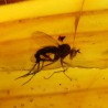 Ámbar con insectos  - Litos
