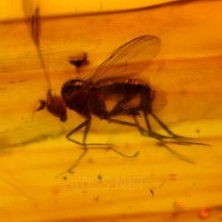 Ámbar con insectos  - Litos