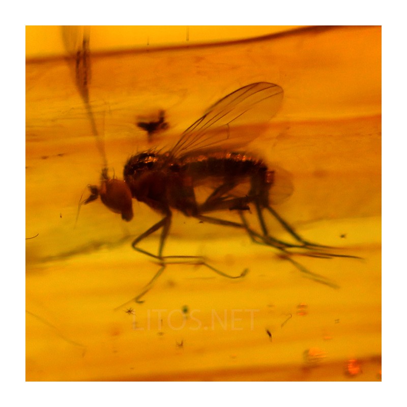 Ámbar con insectos  - Litos