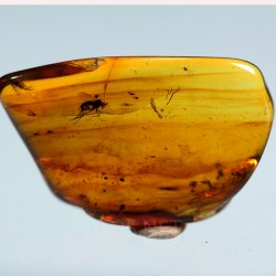 Ámbar con insectos  - Litos