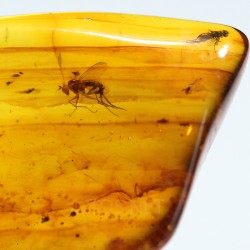 Ámbar con insectos  - Litos