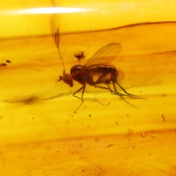 Ámbar con insectos  - Litos