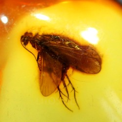 Ámbar con insectos  - Litos