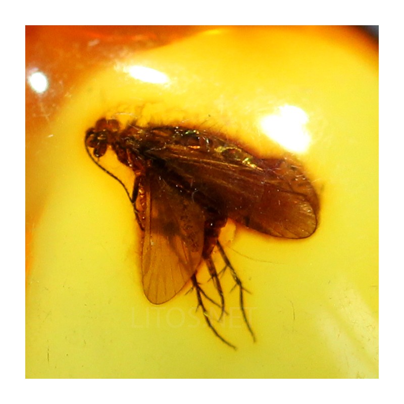 Ámbar con insectos  - Litos