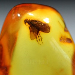 Ámbar con insectos  - Litos