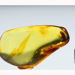 Ámbar con insectos  - Litos