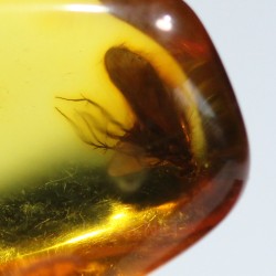 Ámbar con insectos  - Litos