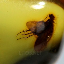 Ámbar con insectos  - Litos