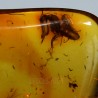 Ámbar con insectos  - Litos