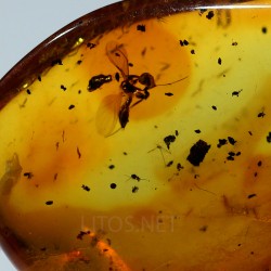 Ámbar con insectos  - Litos