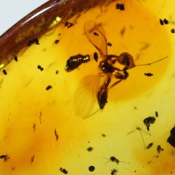 Ámbar con insectos  - Litos