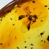 Ámbar con insectos  - Litos